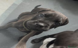 Cane Corso dogs for sale: READY REDUCED CANE CORSO - Image 6