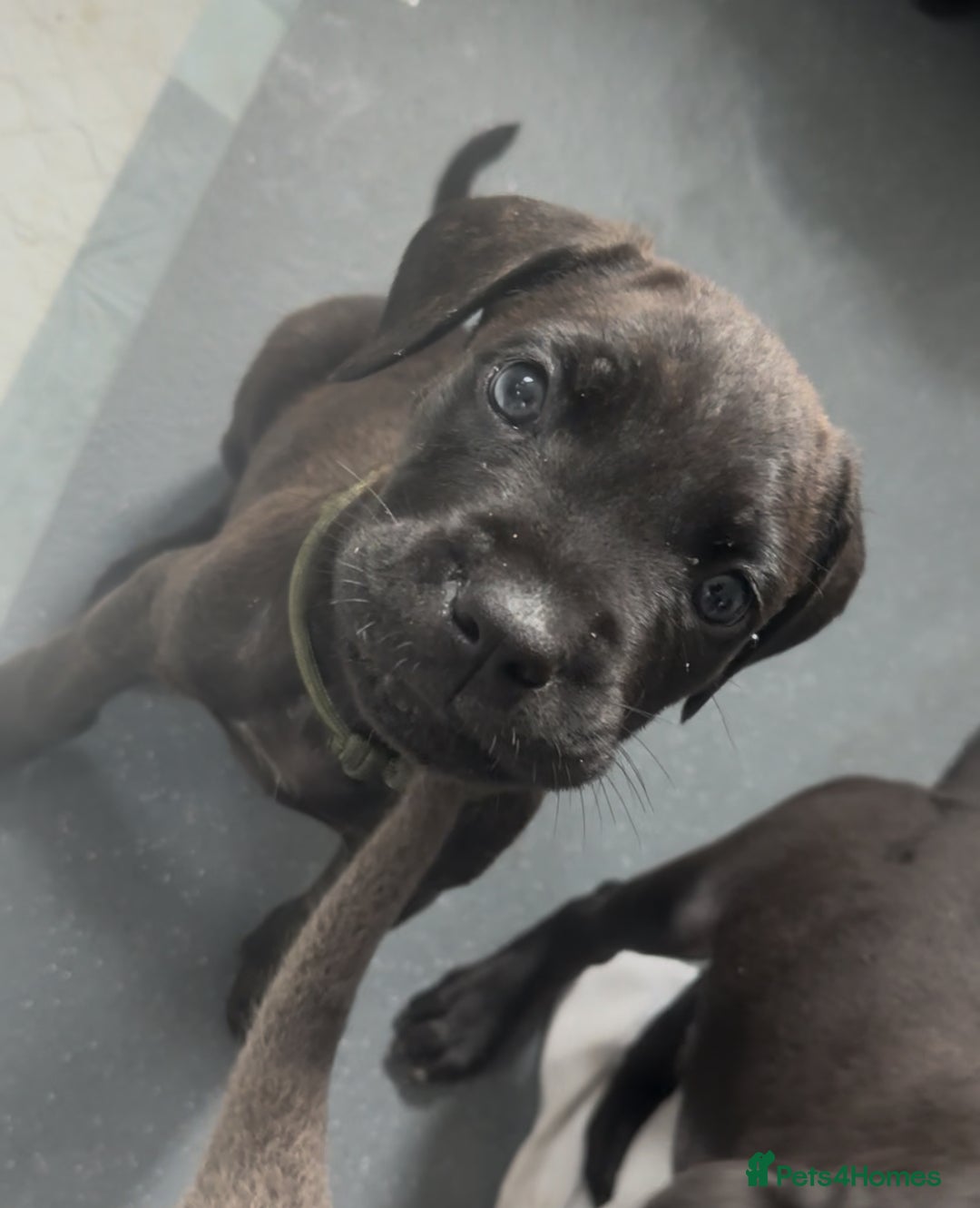 Cane Corso dogs for sale: READY REDUCED CANE CORSO - Image 6