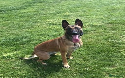Belgian Shepherd Dog dogs for sale:  Loving Home Wanted for Reiya - Belgian Malinois - Image 2