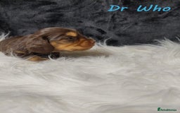 Miniature Dachshund dogs for sale: KC Health tested Licensed breeder 12 years exp - Image 23