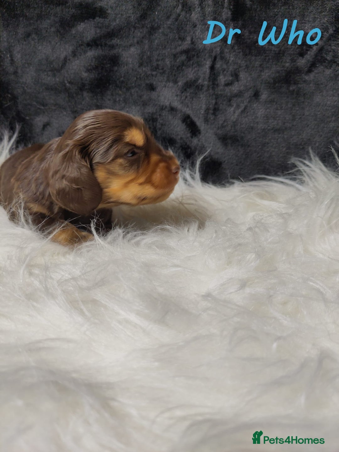 Miniature Dachshund dogs for sale: KC Health tested Licensed breeder 12 years exp - Image 23