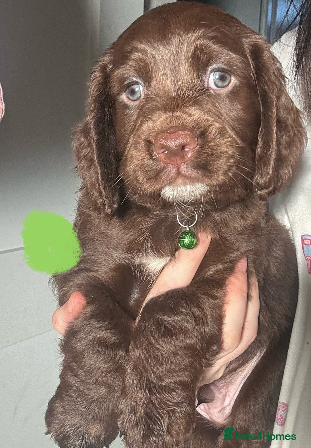 Sprocker dogs for sale: Chocolate Chunky sprocker puppies  - Advert 6