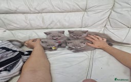 British Shorthair cats for sale: Pure British Short Hair cutties - Image 1