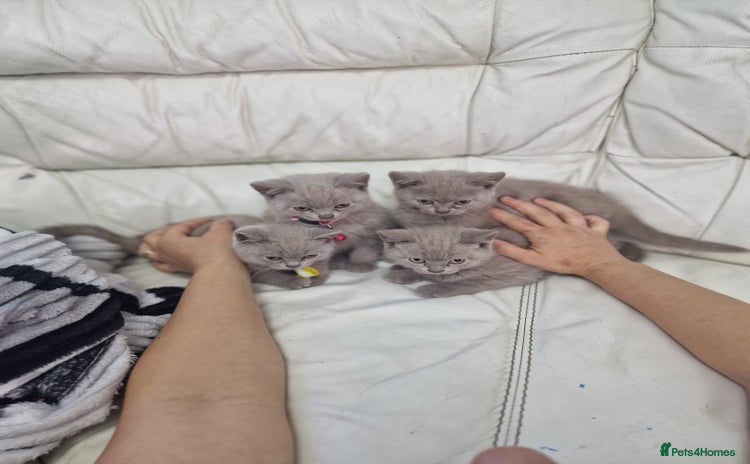 British Shorthair cats - Advert 10