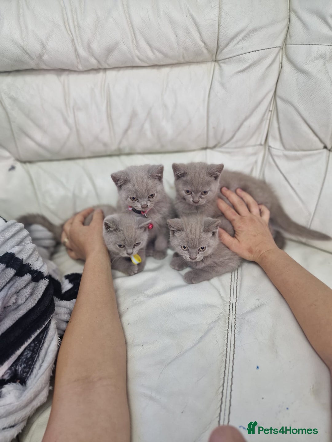 British Shorthair cats for sale: Pure British Short Hair cutties - Image 1
