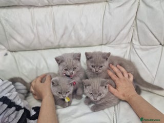 British Shorthair cats - Advert 12