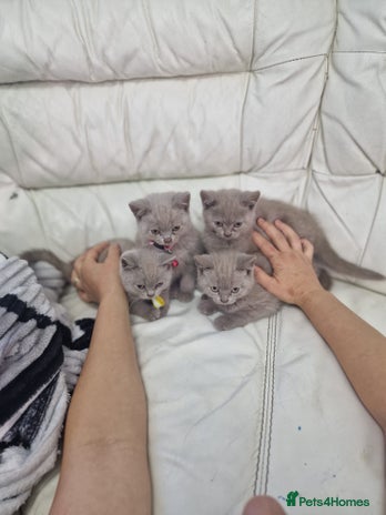 British Shorthair cats - Advert 10