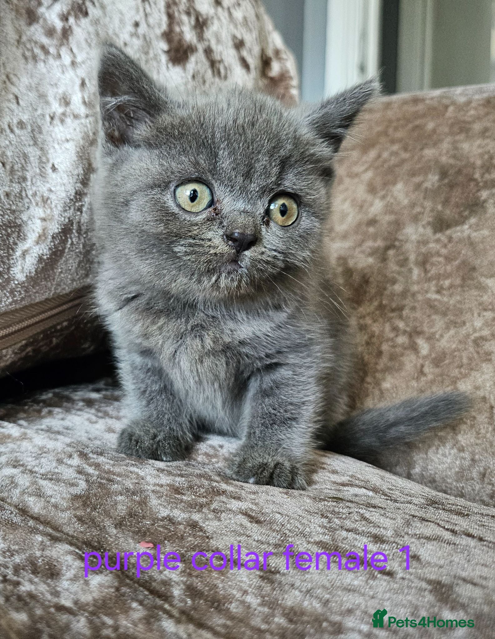 British Shorthair cats 5 pedigree British blue shorthairs kittens  - Advert 1