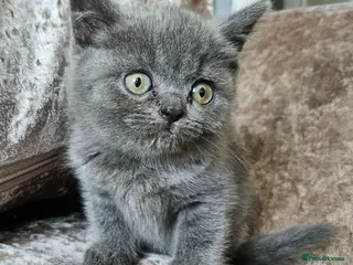 British Shorthair cats 5 pedigree British blue shorthairs kittens - Advert 11