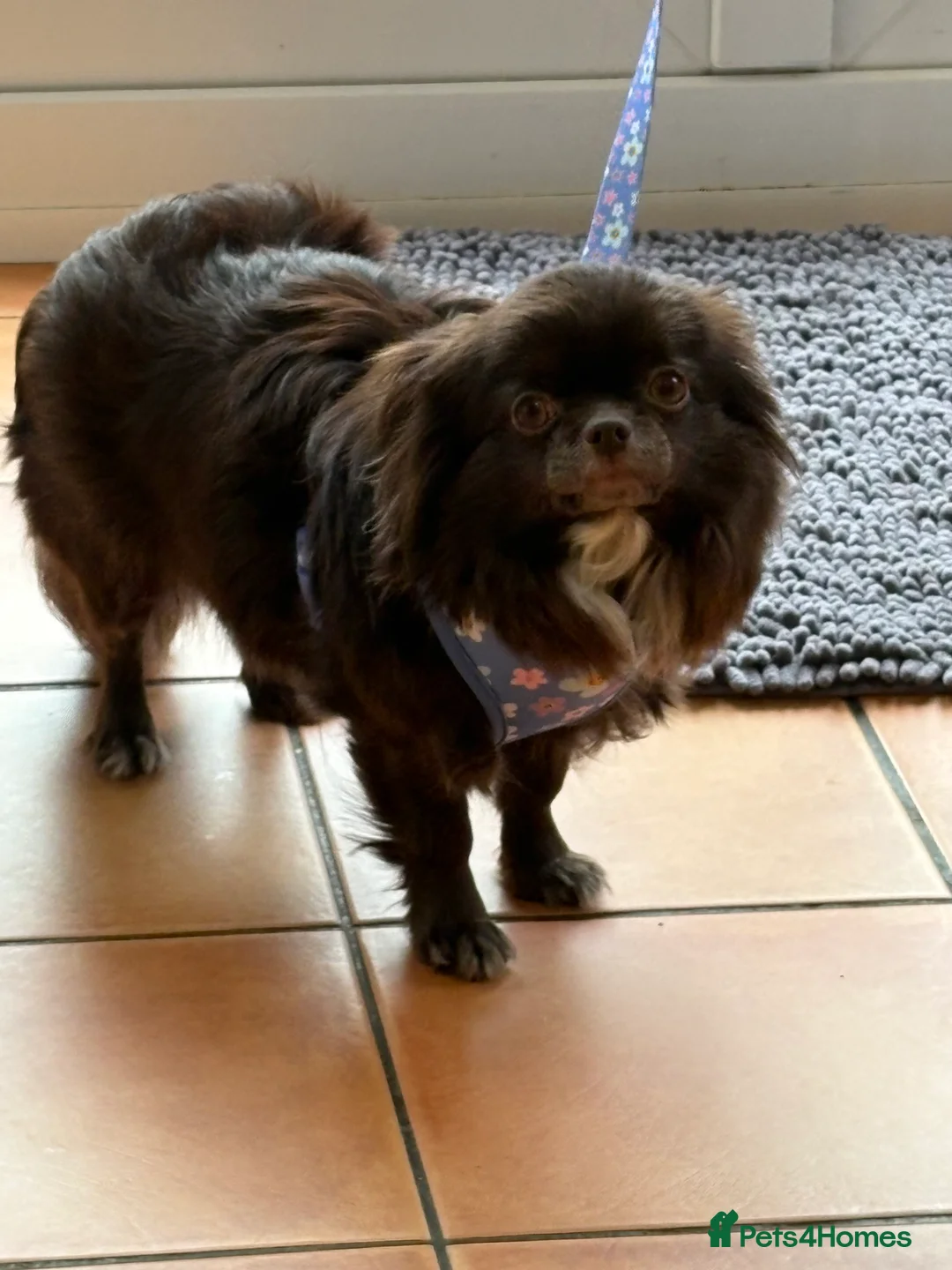 Chihuahua dogs for sale: Russian long hair Chihuahua - Advert 2