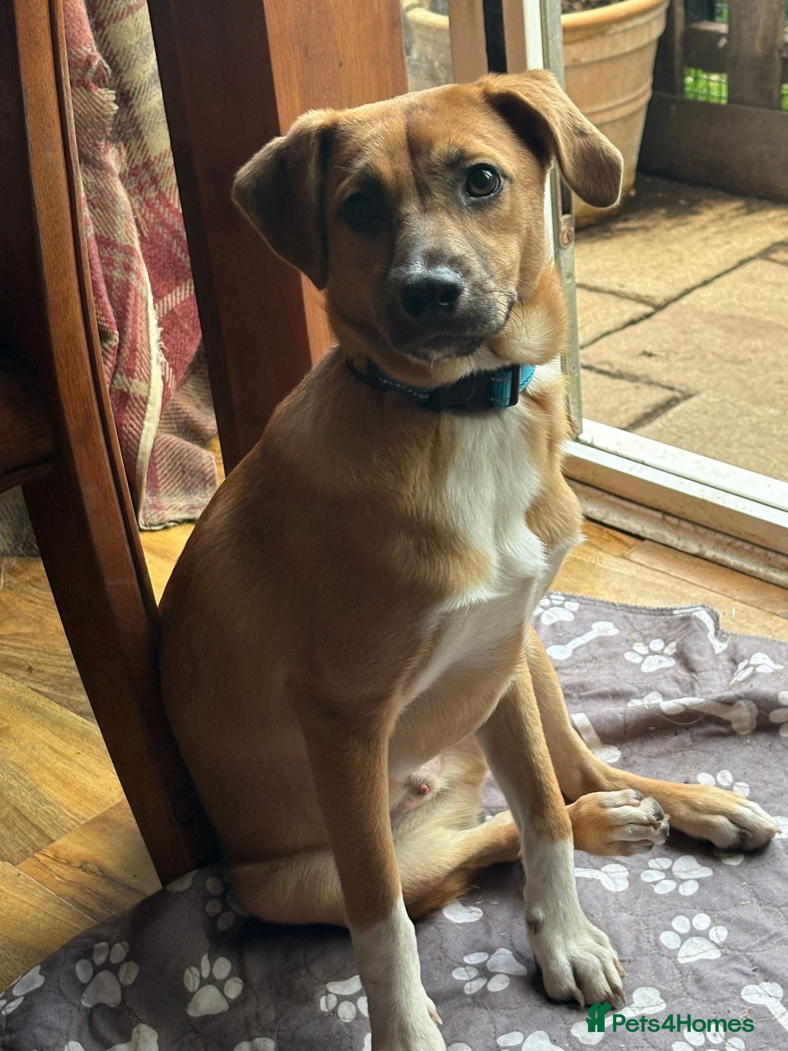 Mixed Breed dogs Georgie Porgie 💙 - Advert 1