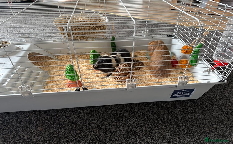 Guinea Pig rodents - Advert 10