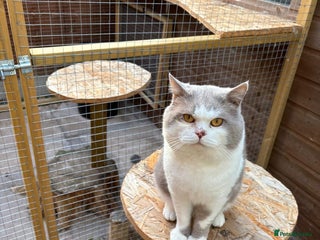 British Shorthair cats STUD BRITISH SHORTHAIRS - Advert 4