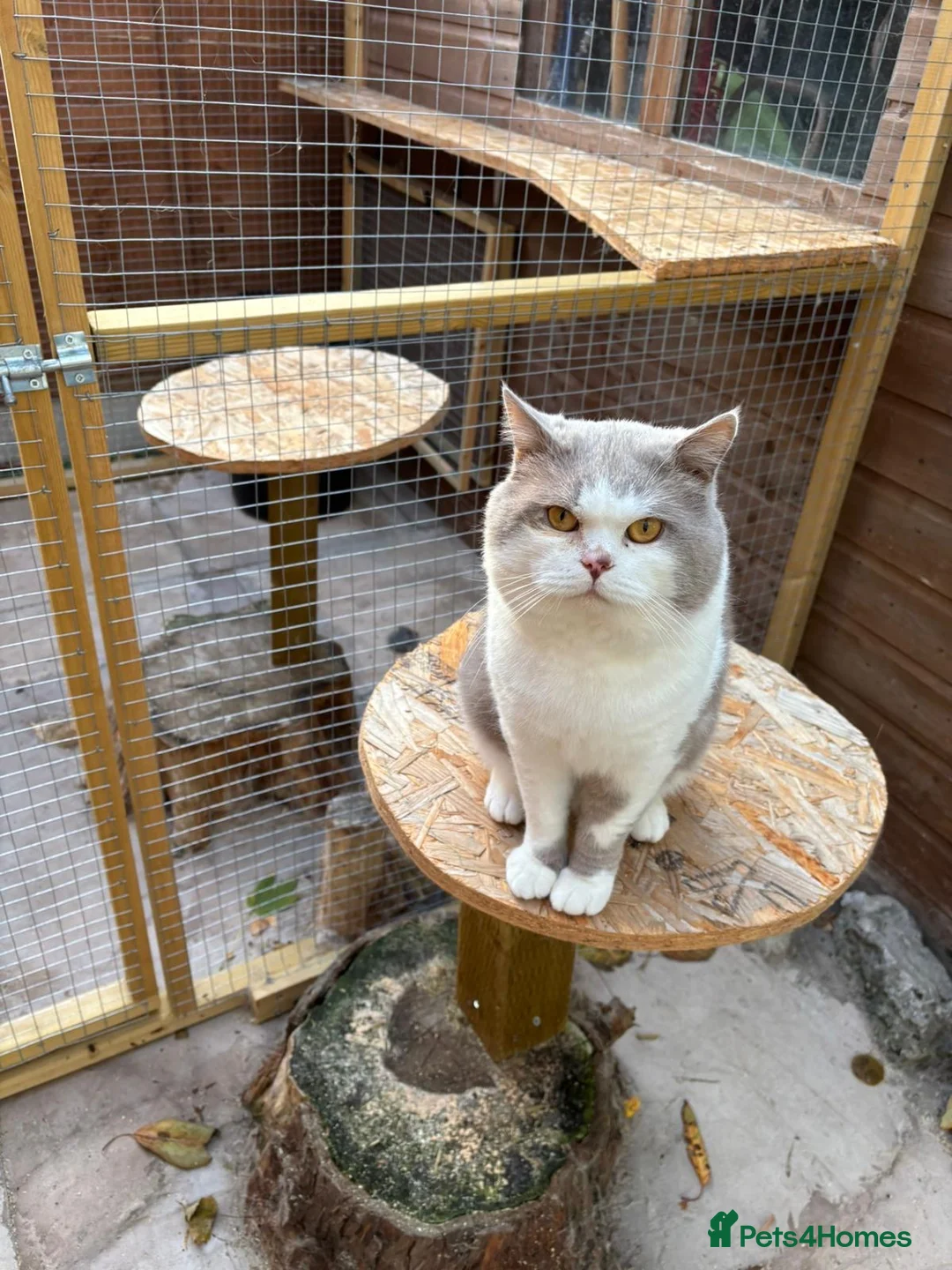 British Shorthair cats for stud: 2 BSH FOR STUD CH LILAC BI COLOUR AND BLUE POINT  - Advert 3
