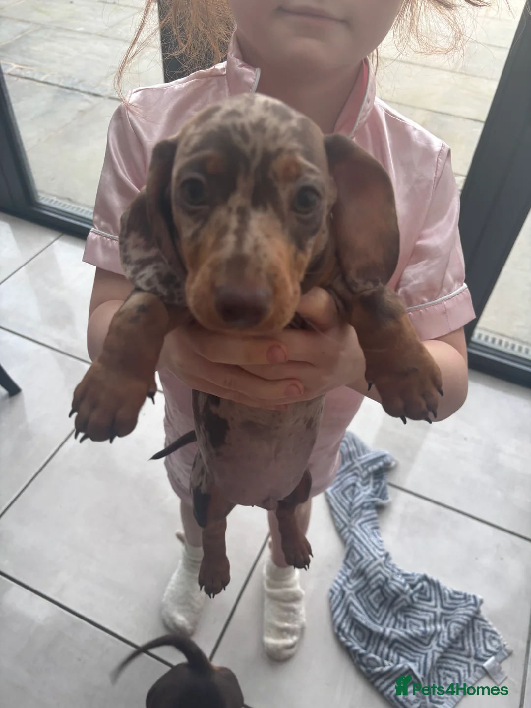 Dachshund dogs for sale: Chocolate and Isabella  - Advert 4