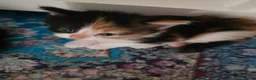 Mixed Breed cats for sale: Adorable Mixed Kittens Ready for Loving Homes - Advert 27