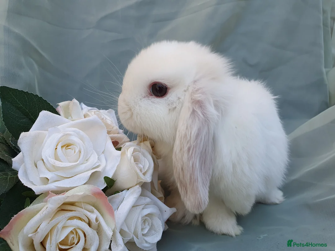Mini Lop rabbits for sale: Friendly baby mini lops  - Advert 15