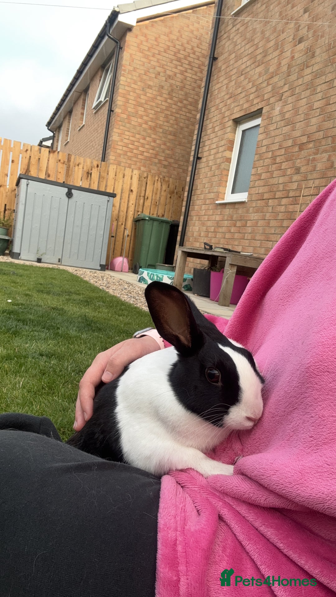Dutch rabbits for sale: Clover - Dutch Female Rabbit - Advert 2