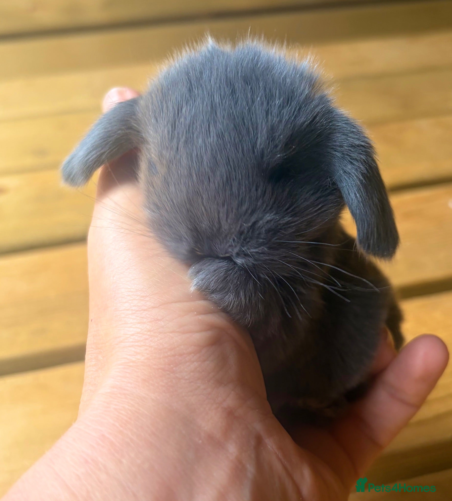 Mini Lop rabbits Three pure bred mini lop boys. - Advert 6