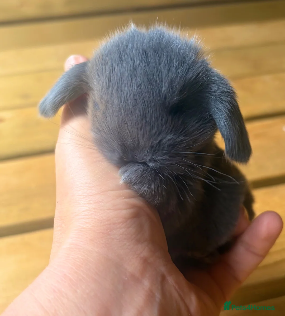 Mini Lop rabbits for sale: Three pure bred mini lop boys. - Advert 1
