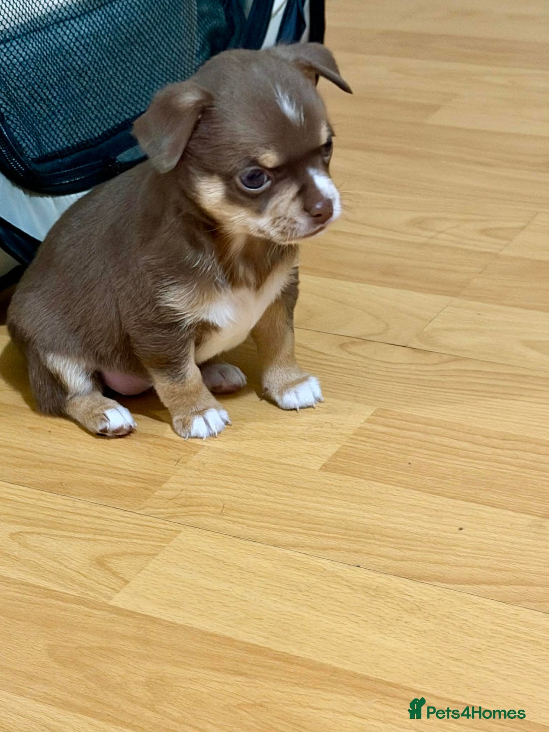 Chihuahua dogs for sale: Puppies  - Advert 1