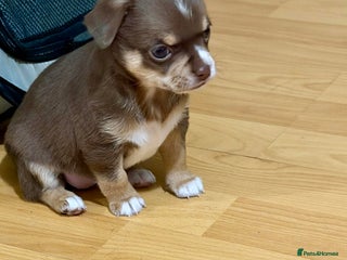 Chihuahua dogs Puppies - Advert 1