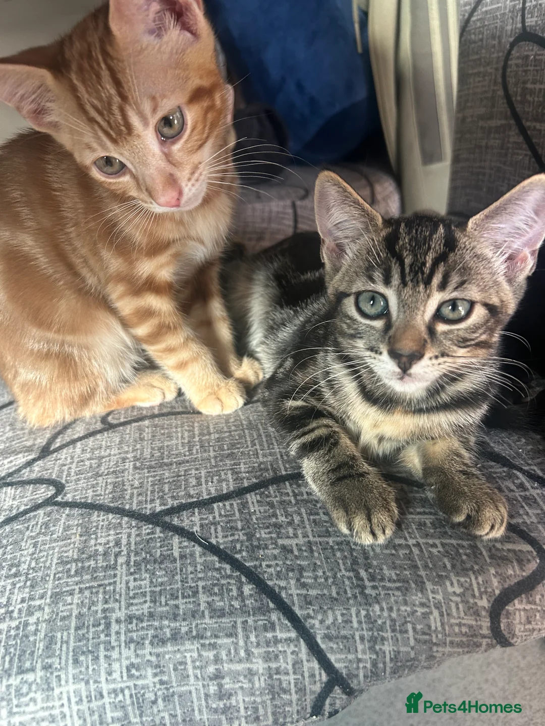 Mixed Breed cats for sale: ADORABLE KITTEN LOOKING FOR THERE FOREVER HOME in London - Advert 2