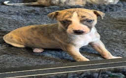 Whippet dogs for sale: Beautiful KC Whippet pups 5 boys - Image 17