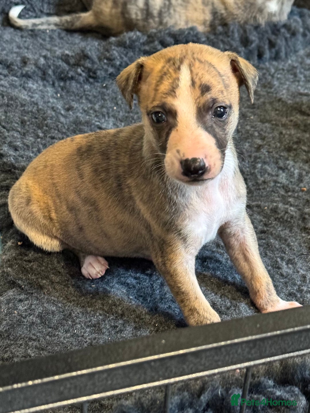 Whippet dogs for sale: Beautiful KC Whippet pups 5 boys - Image 17