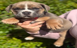 Olde English Bulldogge dogs for sale: Stunning Old English Bulldog Pups NEBBR Registered - Image 8