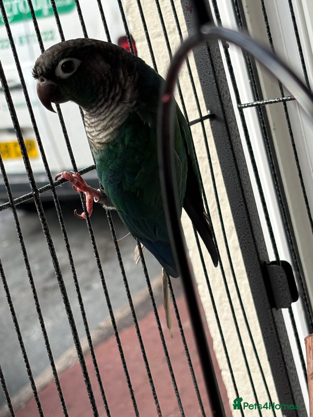 Conures birds for sale: Conure  - Advert 2