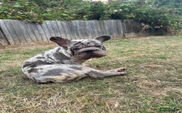French Bulldog dogs for sale: Mabel, Merle ** French bull dog - Image 4