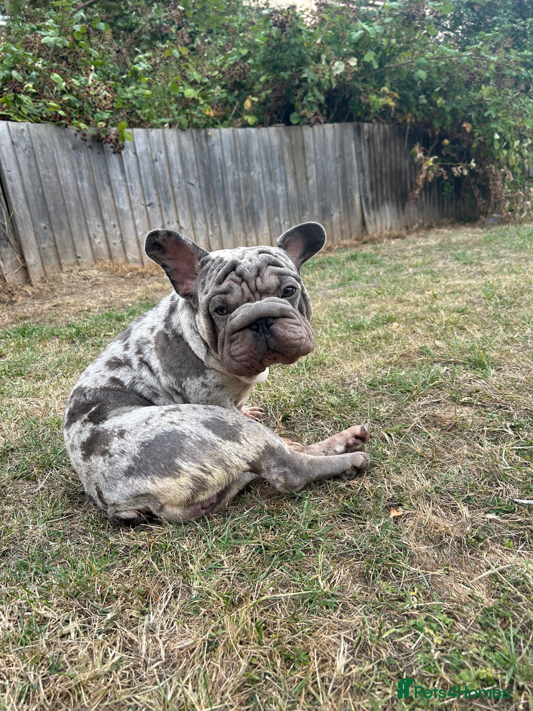 French Bulldog dogs for sale: Mabel, Merle ** French bull dog - Image 4