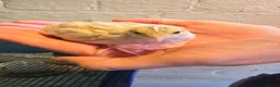 Quail poultry for sale: Silver chinese button quail in Shrewsbury - Advert 1
