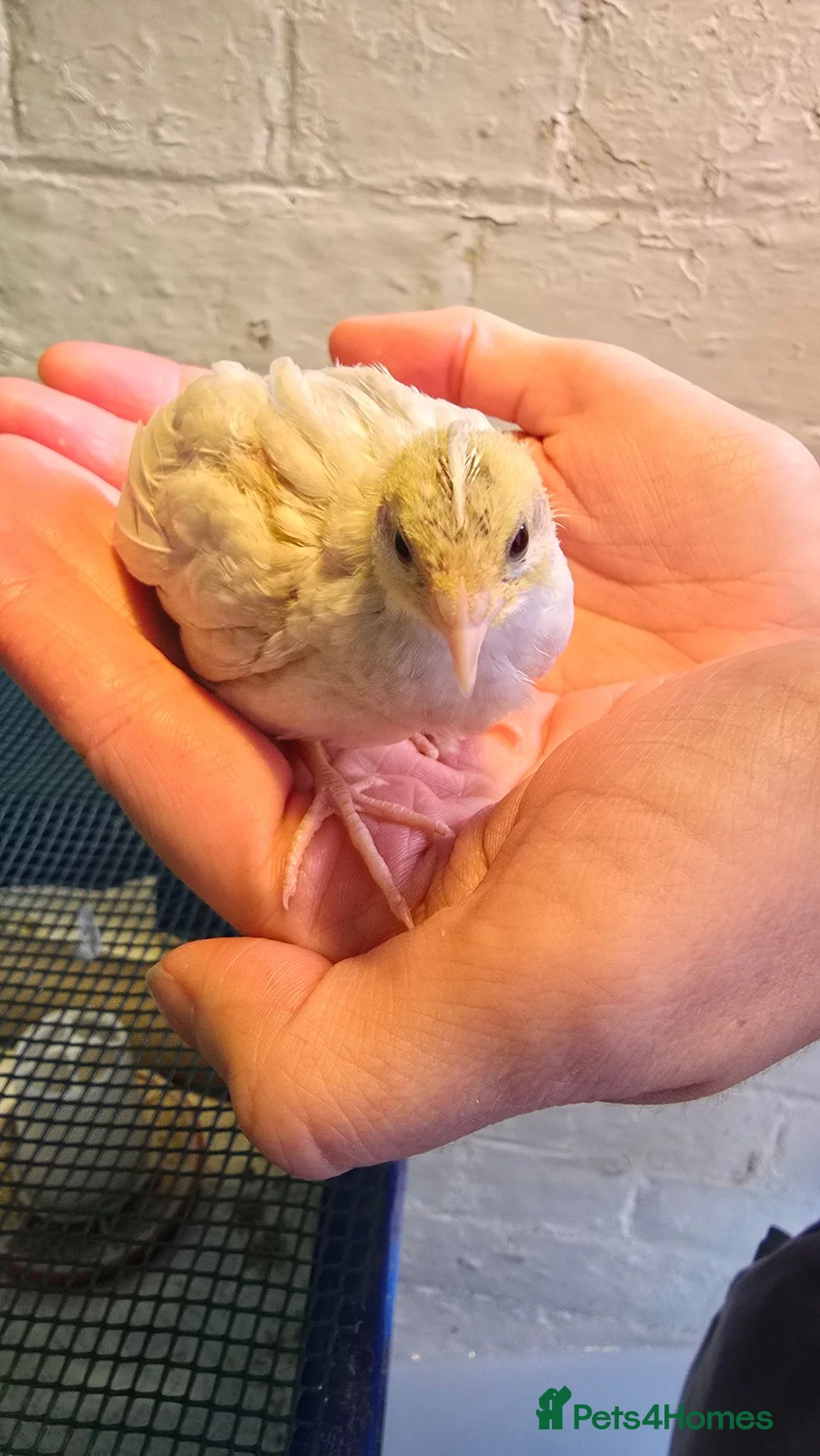 Quail poultry for sale: Silver chinese button quail in Shrewsbury - Advert 1