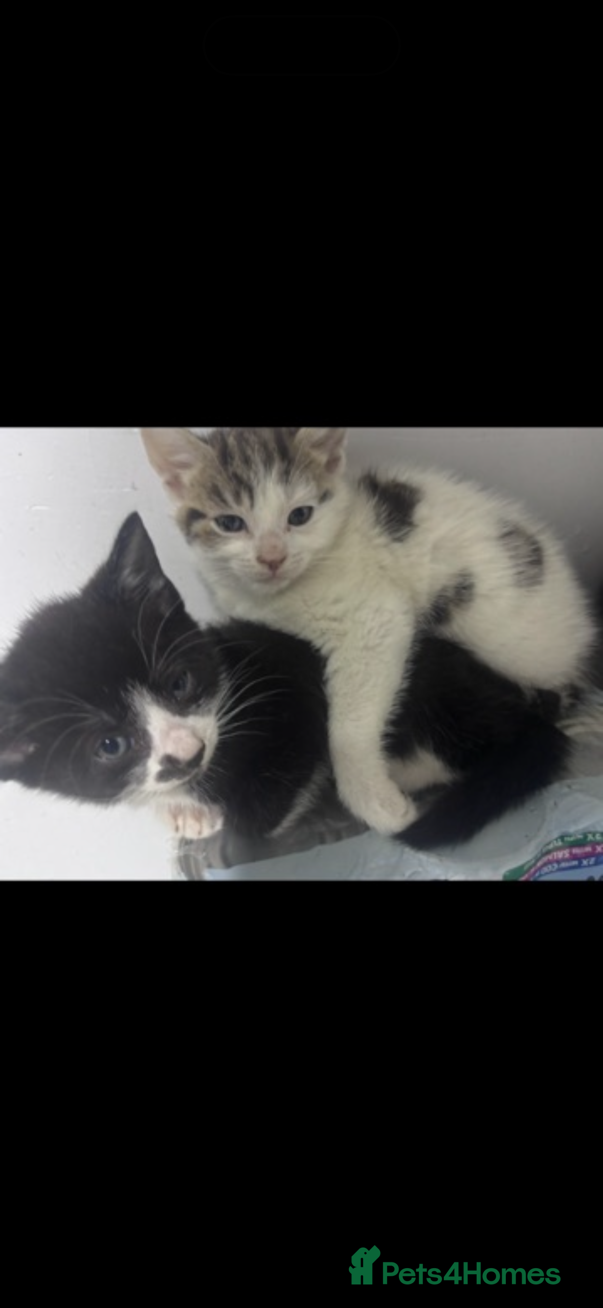 Mixed Breed cats Beautiful kittens for sale ready to leave  - Advert 1