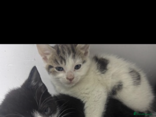 Mixed Breed cats Beautiful kittens for sale ready to leave - Advert 1