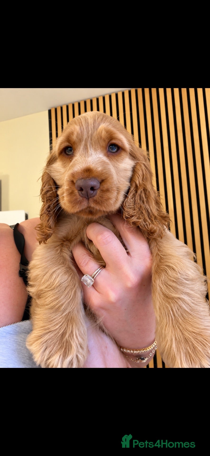 Cocker Spaniel dogs GOLDEN GIRL 🐶RIZI BIZI pedigree show spaniels🐶 - Advert 2