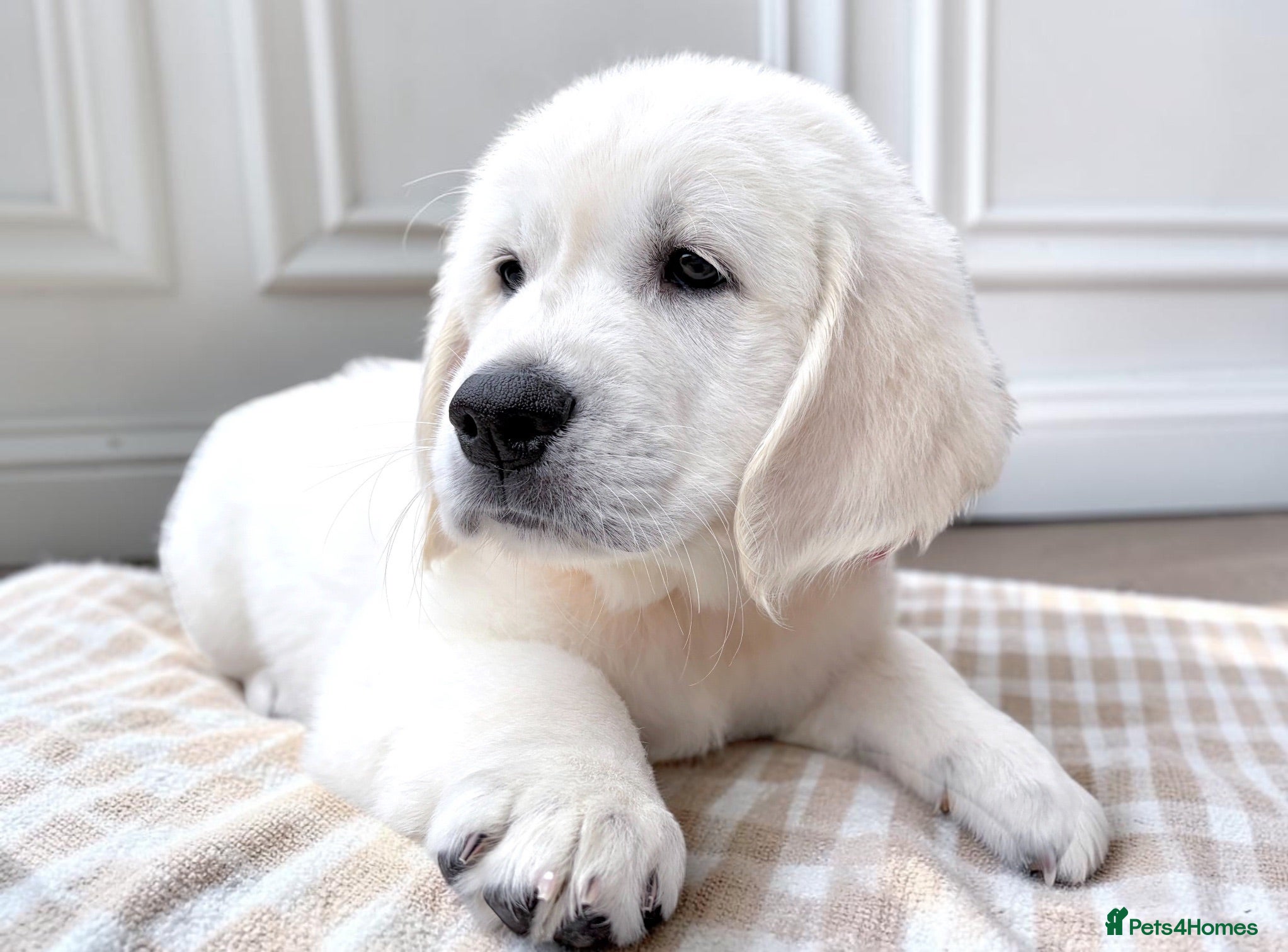 Golden Retriever dogs Available now 🎀  ~  DNA tested ~ Champion Lines  - Advert 1