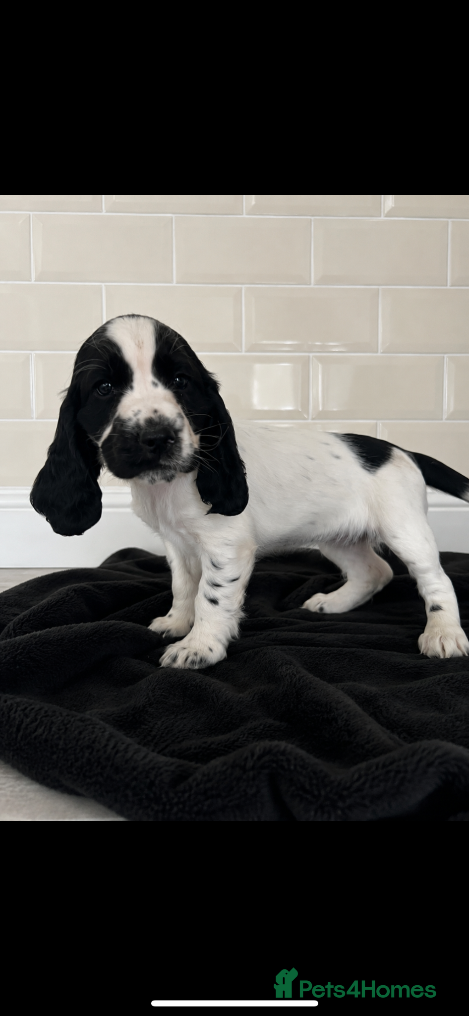 Cocker Spaniel dogs ( 1 girl left ) Show cockers! **READY TO LEAVE ** - Advert 2