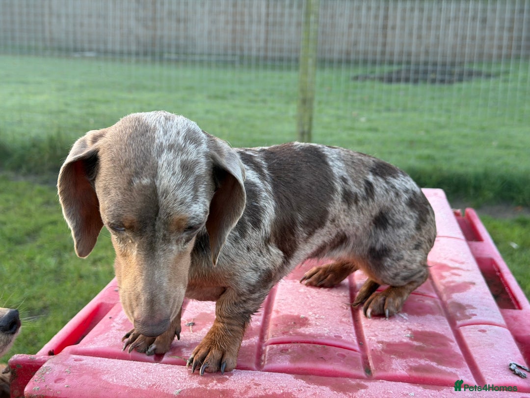 Miniature Dachshund dogs for sale: Dapple mini girl  - Advert 4