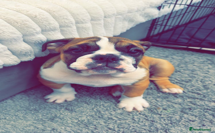English Bulldog dogs - Advert 1