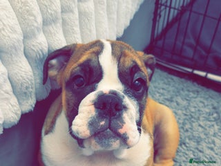 English Bulldog dogs - Advert 3