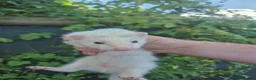 Ferret rodents for sale: 💚 Adorable well handled baby ferrets available 💚 - Advert 18