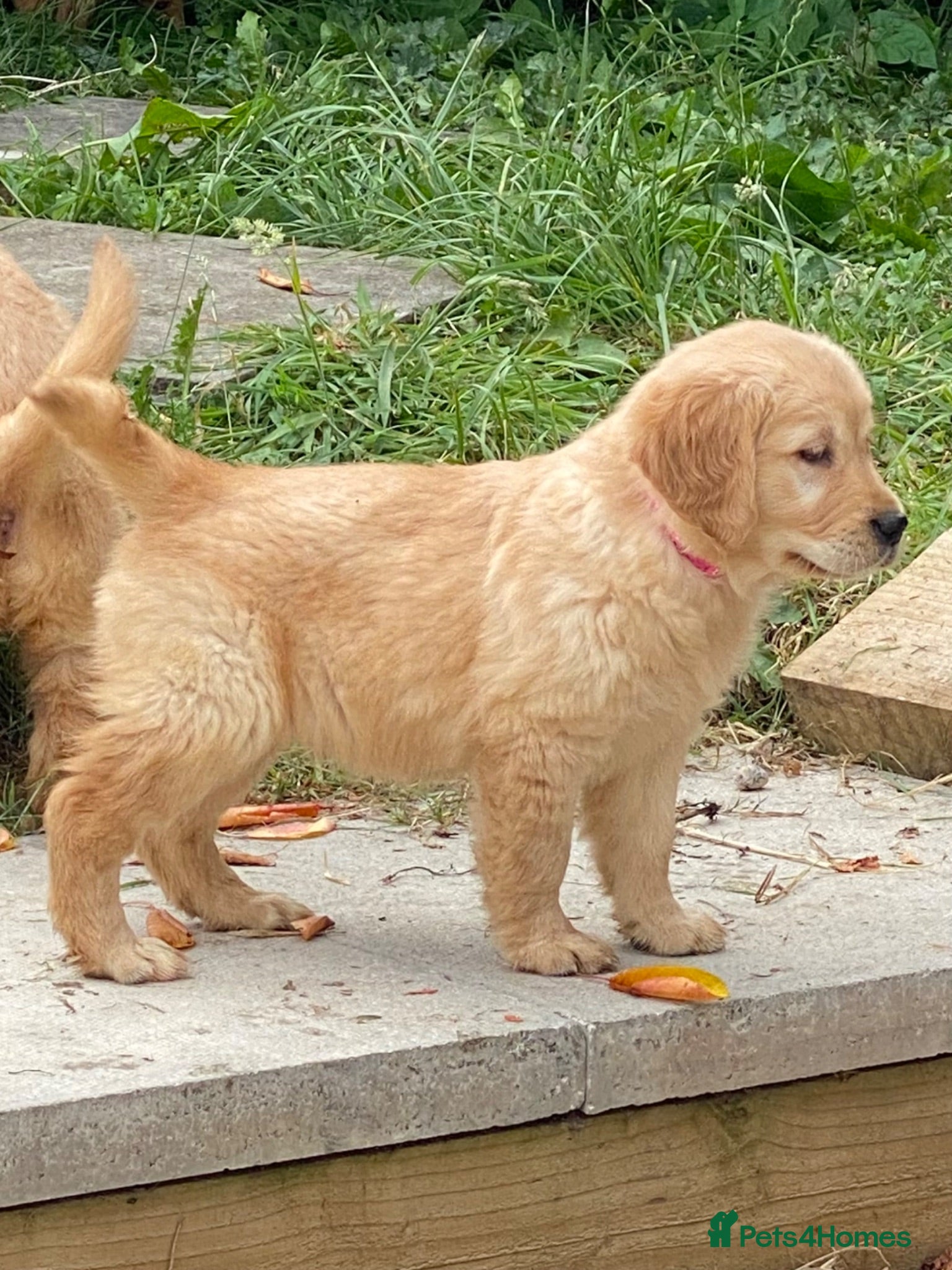 Golden Retriever dogs A happy healthy family companion  - Advert 17