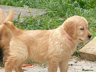 Golden Retriever dogs A happy healthy family companion - Advert 17