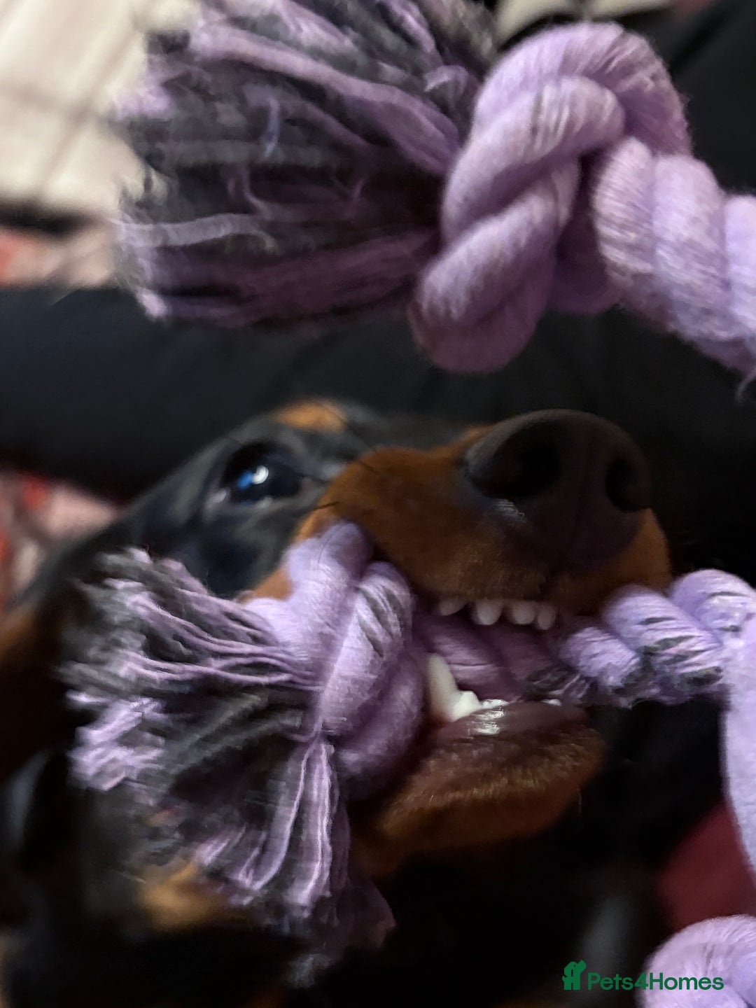 Miniature Dachshund dogs for sale: miniature dachshund  - Advert 3