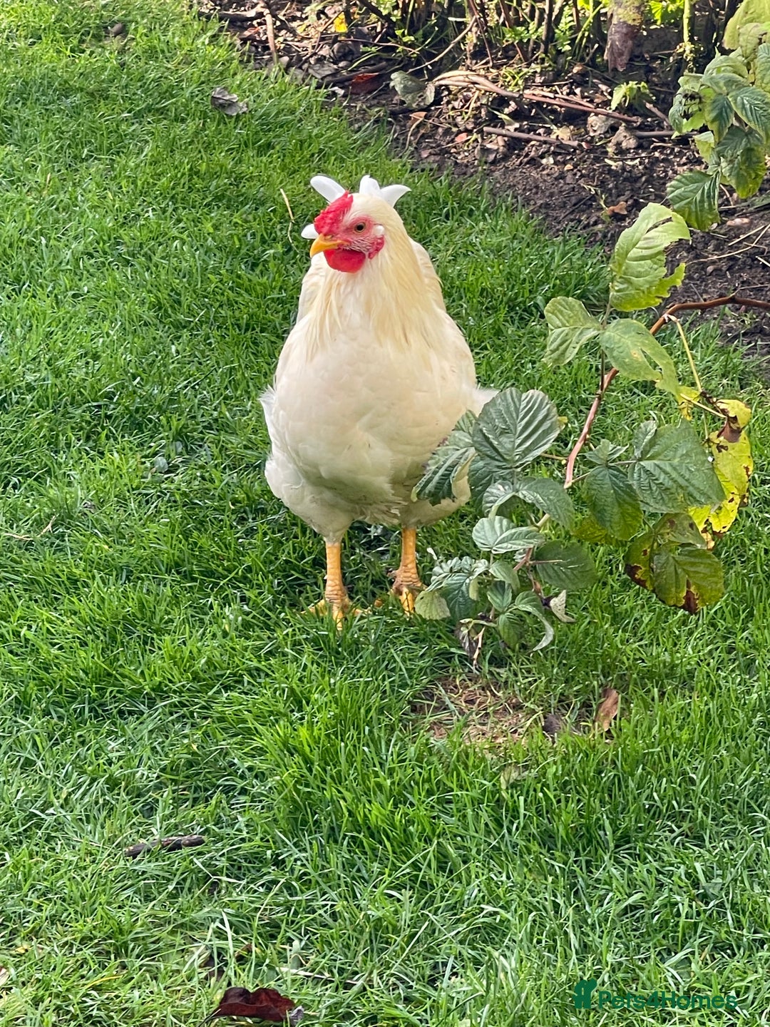 Chickens poultry for sale: BANTAM WYANDOTTE HENS, COCKERELS & TRIOS - Image 11