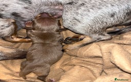 Miniature Dachshund dogs for sale: Beautiful chocolate and tan female  - Image 3