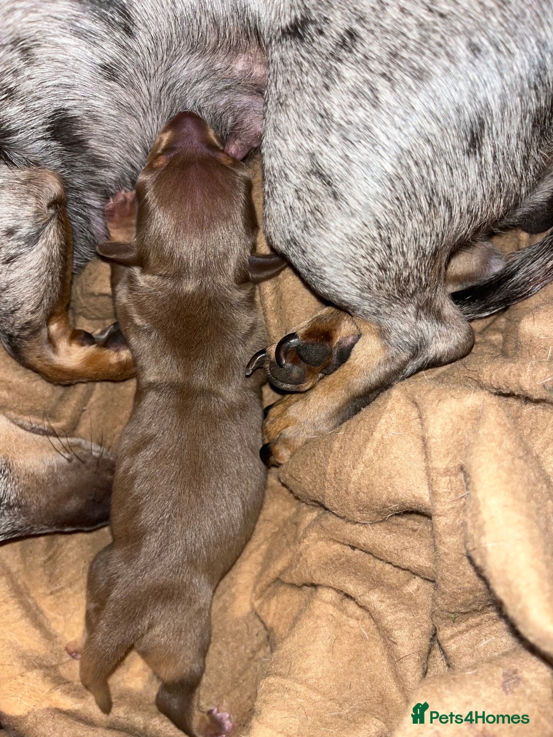 Miniature Dachshund dogs for sale: Beautiful chocolate and tan female  - Image 3